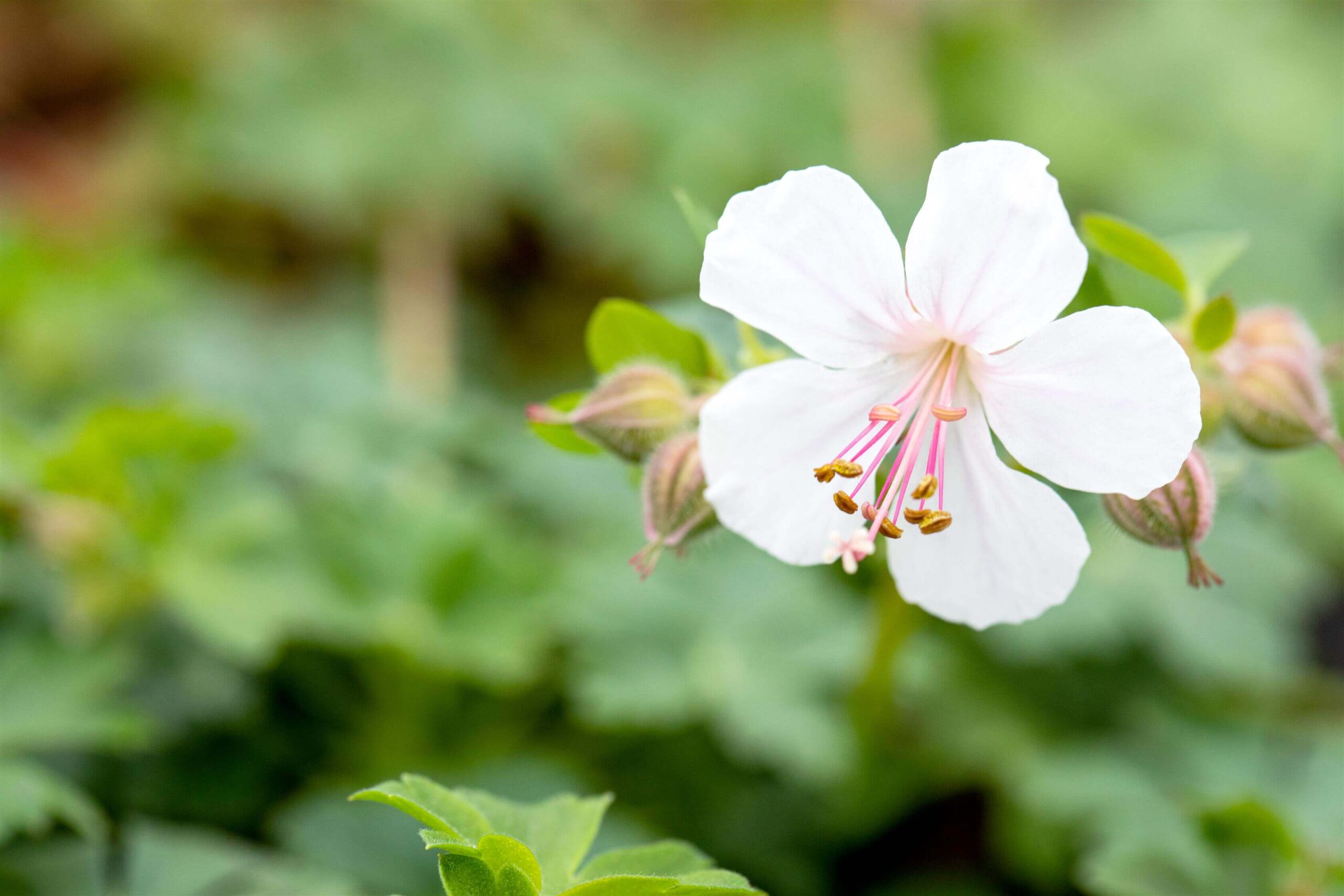 Geranium-cantabrigiense-Biokovo-3 Geranium cantabrigiense 'Biokovo' - Afbeelding 1