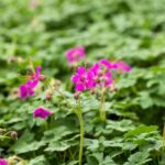 Geranium macr. 'Czakor.'