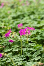 Geranium macr. 'Czakor.'