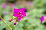 Geranium macr. 'Czakor.' - Afbeelding 2