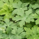 Geranium macr. 'Spessart'