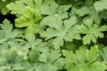 Geranium macr. 'Spessart'