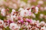 Geranium macr. 'Spessart' - Afbeelding 2