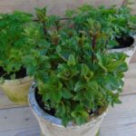 Mentha spicata 'Spearmint