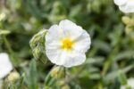 Rudbeckia Goldstrum, Achillea Cerise Queen, Helianthemum - Afbeelding 3
