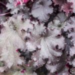 Heuchera mic. 'Palace Purple'