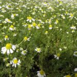 Matricaria chamomilla