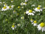 Matricaria chamomilla - Afbeelding 2