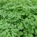 Anthriscus cerefolium