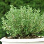 Thymus vulgaris 'Compactum'