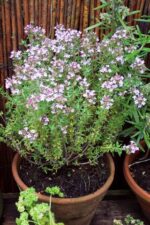 Thymus vulgaris 'Compactum' - Afbeelding 2