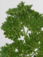 Petroselium crispum - Afbeelding 2