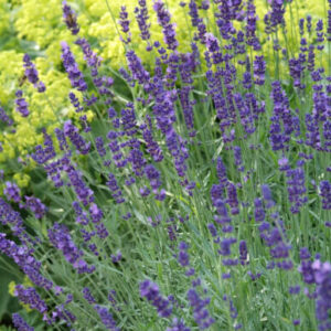 Lavandula angustifolia 'Munstread'