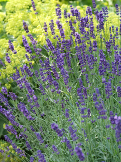 Lavandula-a-Munstread-3 Lavandula angustifolia 'Munstread' - Afbeelding 1