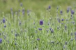 Lavandula angustifolia 'Hidcote'