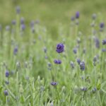 Lavandula angustifolia 'Hidcote'