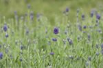 Lavandula angustifolia 'Hidcote'