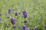 Lavandula angustifolia 'Hidcote' - Afbeelding 2