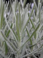 Lavandula intermedia 'Vera'