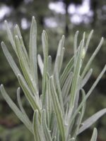 Lavandula intermedia 'Vera' - Afbeelding 2