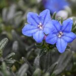 Lithodora diffusa 'Heavenly Blue'