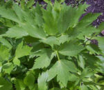 Levisticum officinale - Afbeelding 2