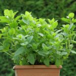 Mentha spicata 'Maroccan'