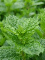Mentha spicata 'Maroccan' - Afbeelding 2