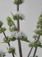 Mentha spicata 'Maroccan' - Afbeelding 3