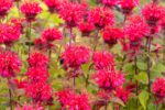 Monarda Cambridge Scarlet, Echinacea purpurea