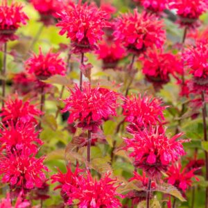 Monarda Cambridge Scarlet, Echinacea purpurea
