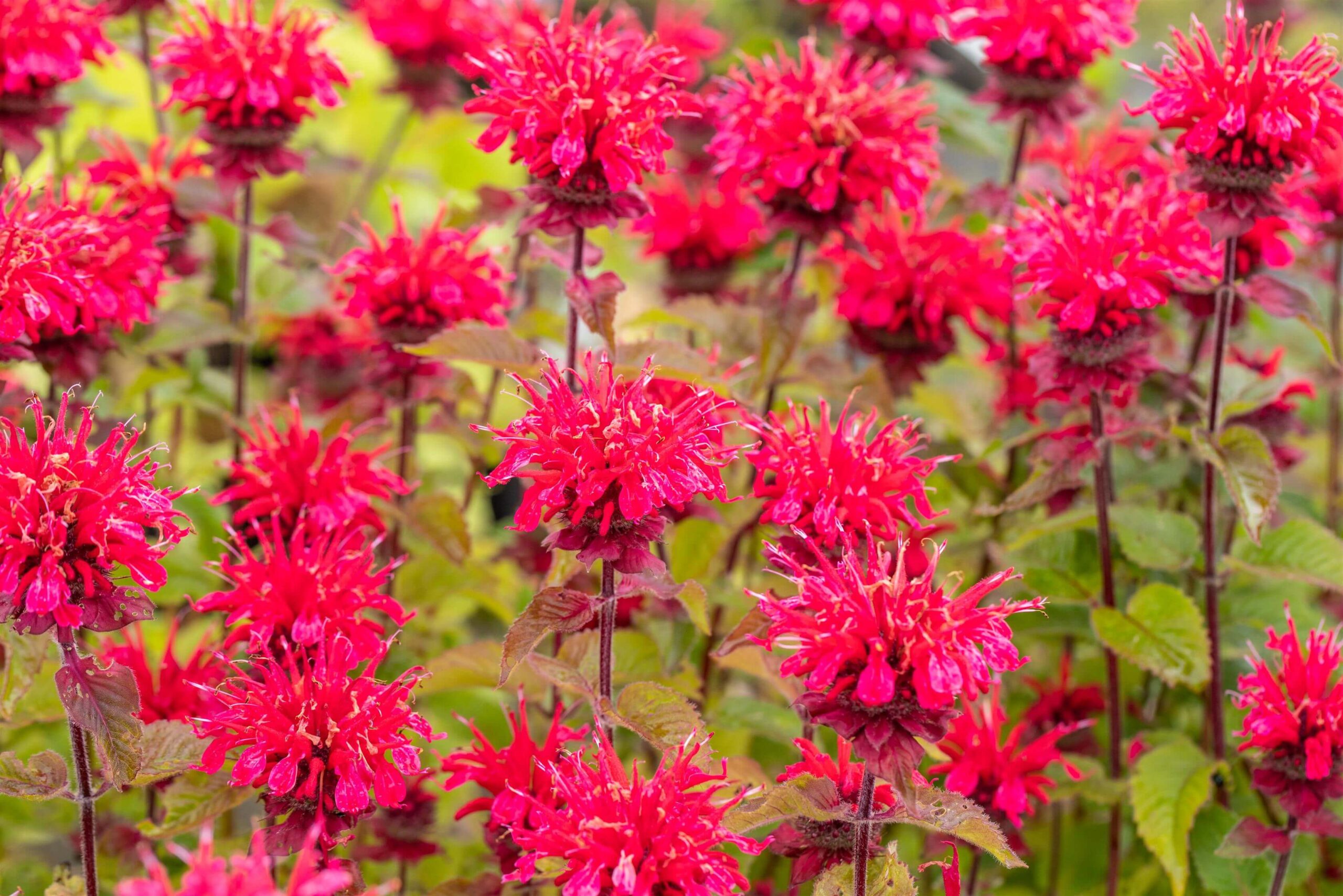Monarda-Cambridge-Scarlet-1 Monarda Cambridge Scarlet, Echinacea purpurea - Afbeelding 1