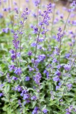 Nepeta faassenii, Echinacea purpurea