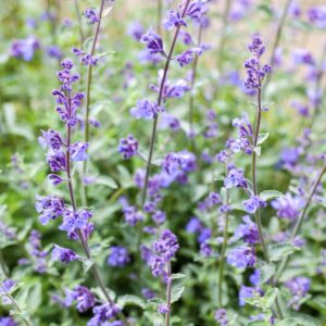 Nepeta faassenii, Echinacea purpurea