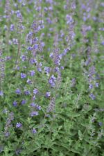 Verbena bonariensis, Nepeta faassenii - Afbeelding 2