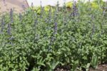 Nepeta faassenii Walkers Low
