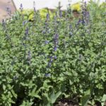 Nepeta faassenii Walkers Low