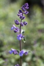 Nepeta faassenii Walkers Low - Afbeelding 2
