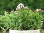 Origanum vulgare 'Compactum'