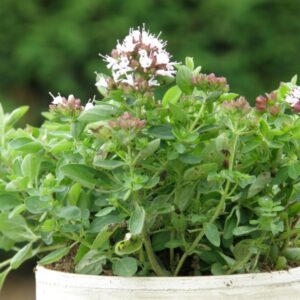 Origanum vulgare 'Compactum'