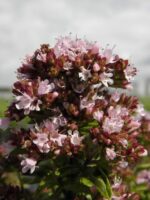 Origanum vulgare 'Compactum' - Afbeelding 2