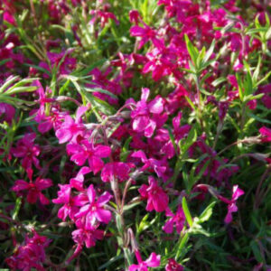 Phlox (S) 'Atropurpurea'
