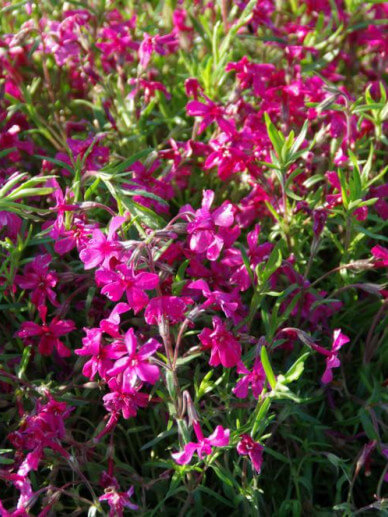 Phlox-Atropurpurea-2 Phlox (S) 'Atropurpurea' - Afbeelding 1
