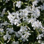 Phlox (S) 'Calvides White'