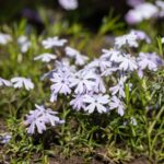 Phlox (S) 'Emerald Cushion Blue'