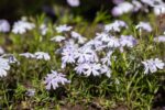 Phlox (S) 'Emerald Cushion Blue'