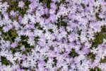 Phlox (S) 'Emerald Cushion Blue' - Afbeelding 2