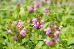 Prunella grandiflora, Salvia nem. Ostfriesland, Echiniacea purp.
