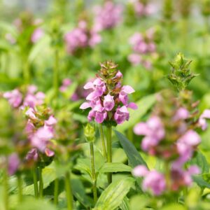 Prunella grandiflora, Salvia nem. Ostfriesland, Echiniacea purp.