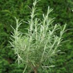 Rosmarinus officinalis
